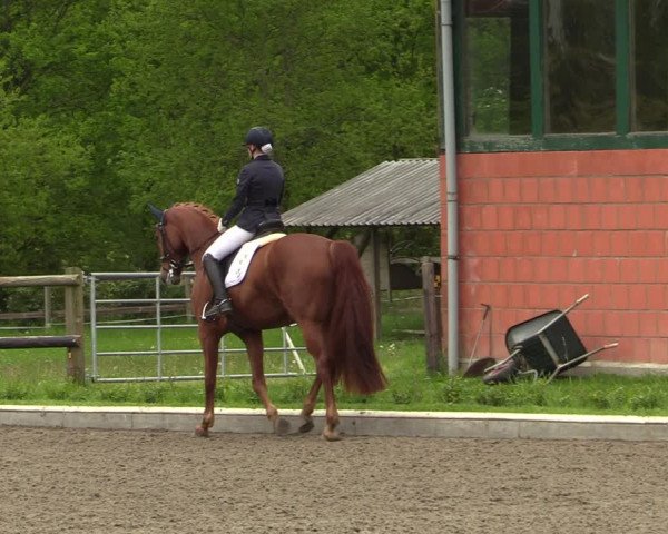 Reitturnier Schwanewede 2021