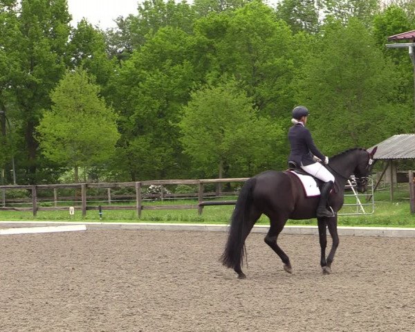 Reitturnier Schwanewede 2021