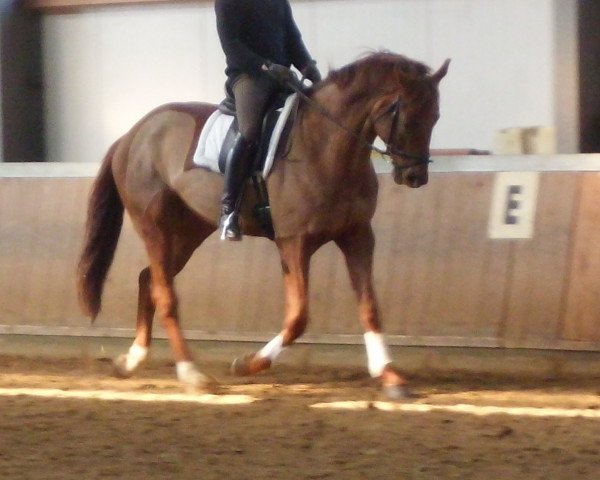 Pferd Braveheart (Hannoveraner, 2009, von Brentano II) Pferd Braveheart (Hannoveraner, 2009, von Brentano II)