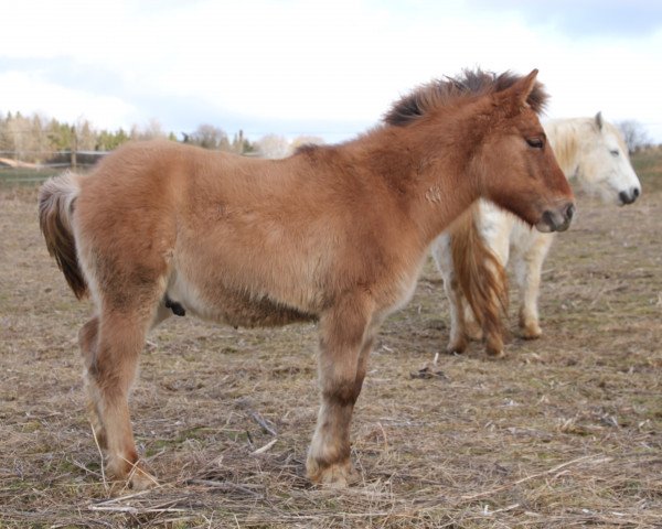 horse Bilbo Naseweiß (Highland Pony, 2013, from Narangerel)