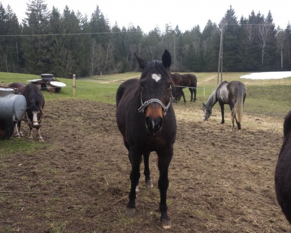 broodmare Glamur (Hanoverian, 1996, from Escudo I)