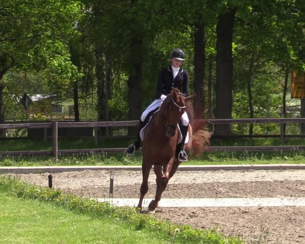 Reitturnier Schwanewede 2021