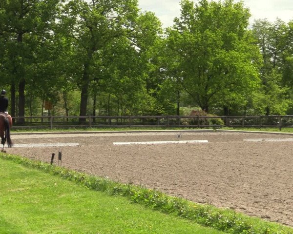 Reitturnier Schwanewede 2021