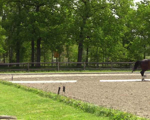 Reitturnier Schwanewede 2021