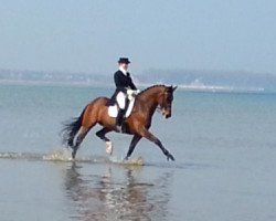 dressage horse Quixilino (Oldenburg, 2001, from Quattro B)