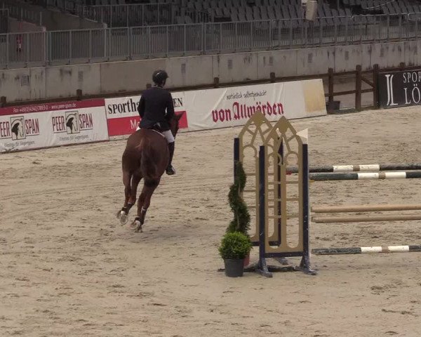 Reitturnier Westergellersen 2021