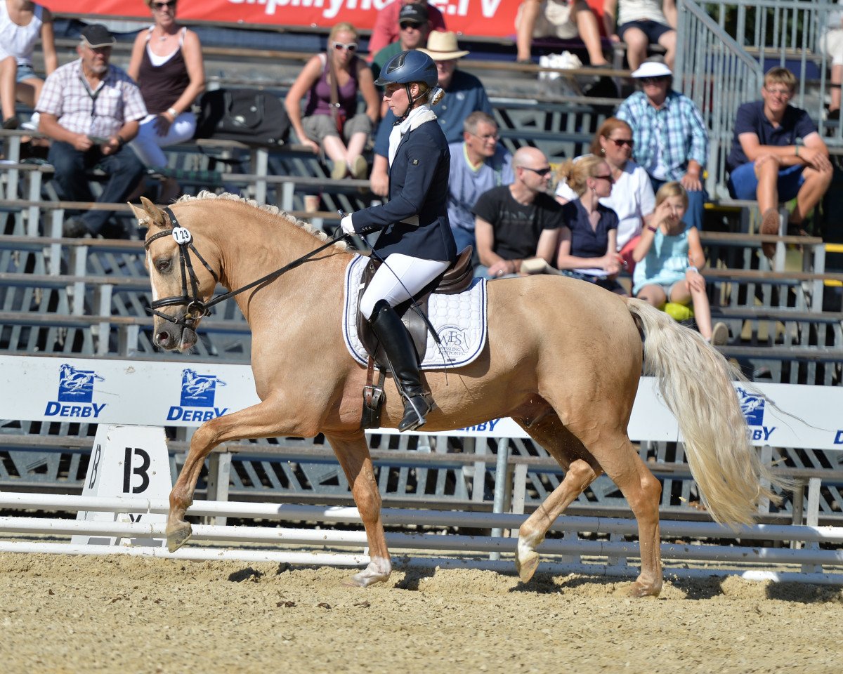 Deckhengst Mac Creamy (Deutsches Reitpony, 2010, von Casino Royale K WE)