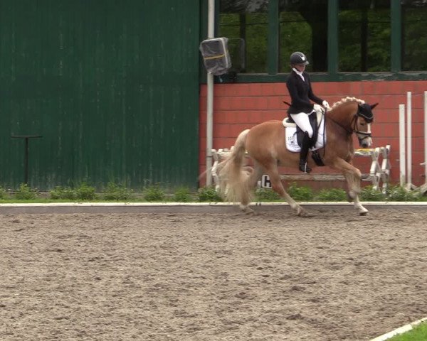 Reitturnier Schwanewede 2021