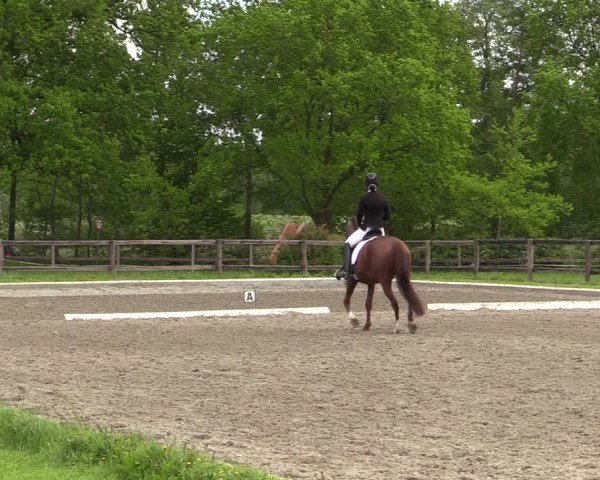 Reitturnier Schwanewede 2021