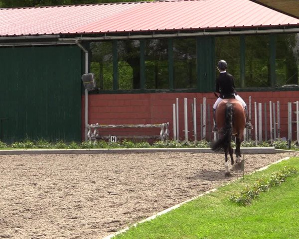 Reitturnier Schwanewede 2021