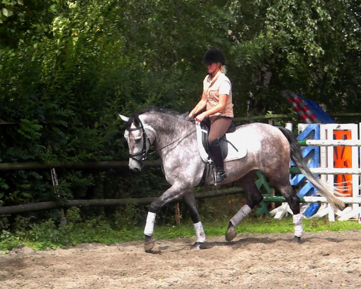 Cavallo da salto Binti R (Holsteiner, 2009, di Cassini II)