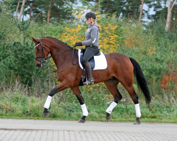 horse Lady Rileva (Oldenburg, 2007, from Lord Loxley I)