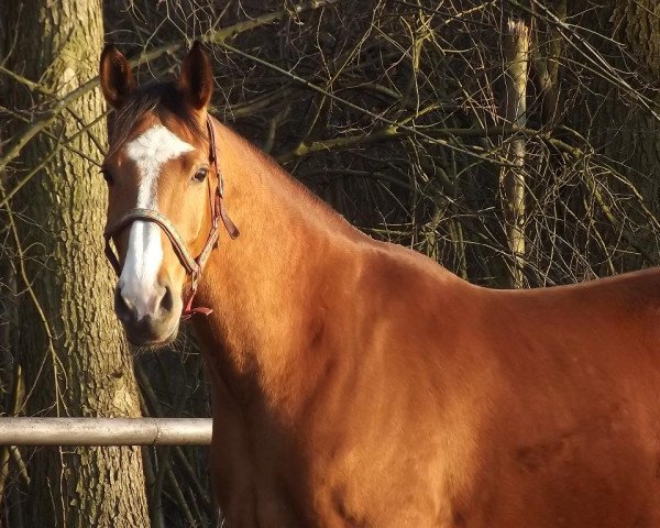 horse Teleman (polish noble half-breed, 2008, from Lord-Star)