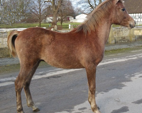 Hingst Hamasa Ibn Nabih ox (Ren arabisk fuldblod, 2014, fra Hamasa Nabih EAO)