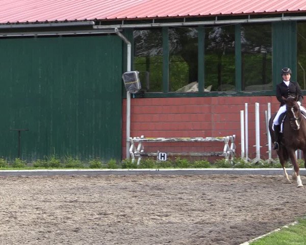 Reitturnier Schwanewede 2021
