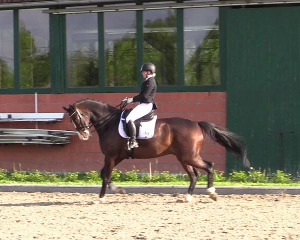 Reitturnier Schwanewede 2021
