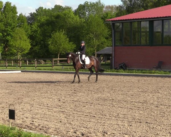 Reitturnier Schwanewede 2021