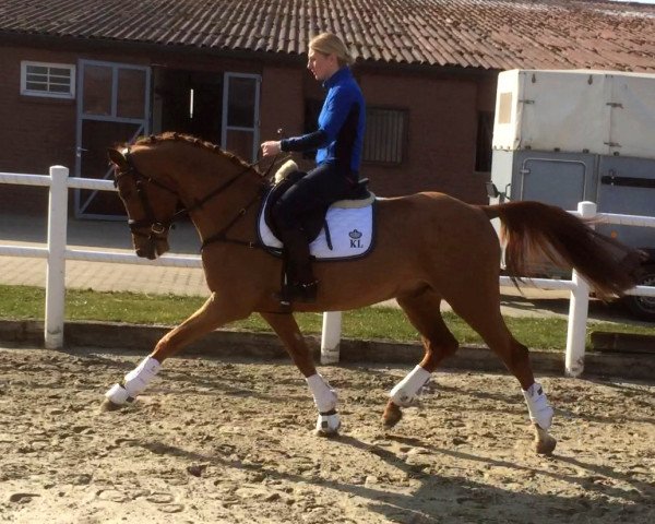 horse Voltigeur (German Riding Pony, 2011, from Voyage)