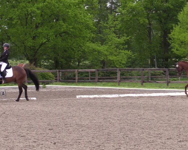 Reitturnier Schwanewede 2021