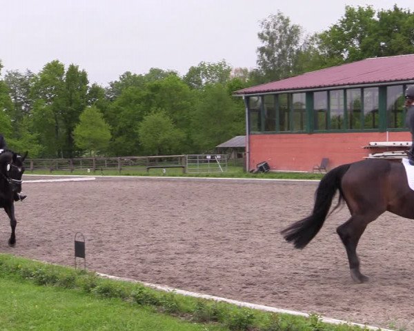 Reitturnier Schwanewede 2021