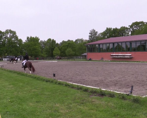 Reitturnier Schwanewede 2021