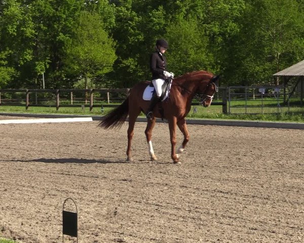 Reitturnier Schwanewede 2021