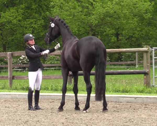 Reitturnier Schwanewede 2021
