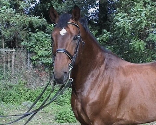 horse Wessex 12 (Hanoverian, 1989, from Weltmeyer) horse Wessex 12 (Hanoverian, 1989, from Weltmeyer)