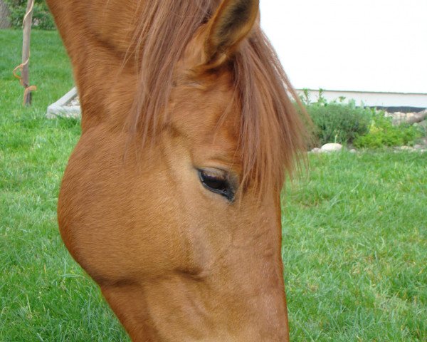 horse Antonia-Scarlett (German Sport Horse, 2005, from Askanier)