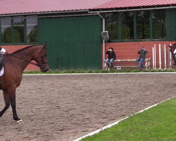 Reitturnier Schwanewede 2021