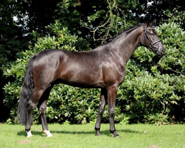 dressage horse Sir Balou 5 (Oldenburg, 2011, from Sir Donnerhall II OLD)