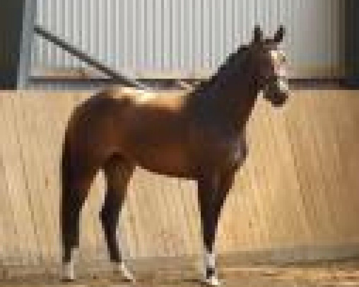 horse C´Aljoura (Holsteiner, 2010, from Aljour 2)