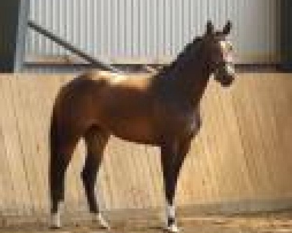 Pferd C´Aljoura (Holsteiner, 2010, von Aljour 2)