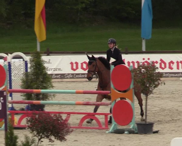 Reitturnier Westergellersen 2021