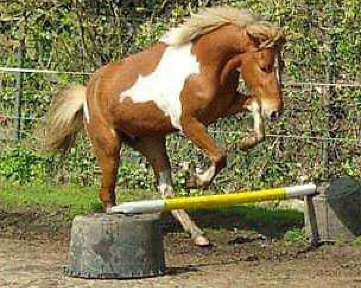 dressage horse Sputnik (Lewitzer, 2010, from Schimanski)