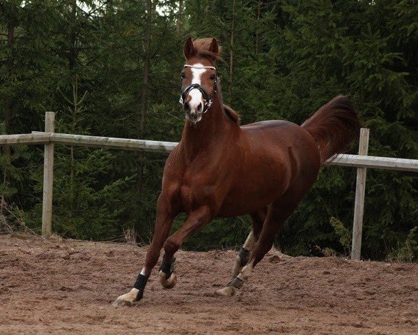 Pferd Mendocino 20 (Deutsches Reitpony, 2006, von Matchello)