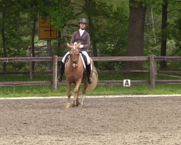 Reitturnier Schwanewede 2021