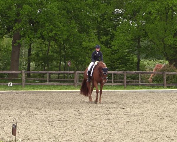 Reitturnier Schwanewede 2021