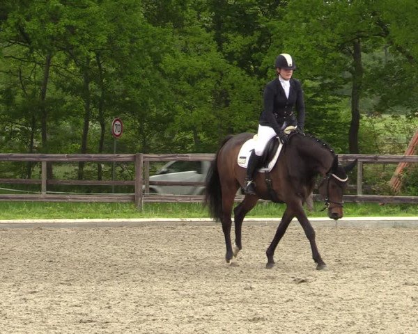 Reitturnier Schwanewede 2021