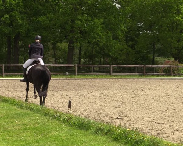 Reitturnier Schwanewede 2021