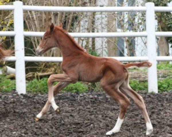 horse Asti's Aimée (Hanoverian, 2010, from Asti's Amsterdam)