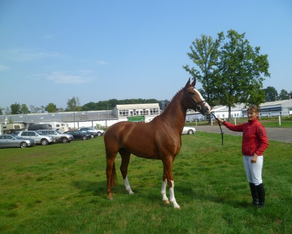 broodmare Rubina (Hanoverian, 2010, from Rotspon)