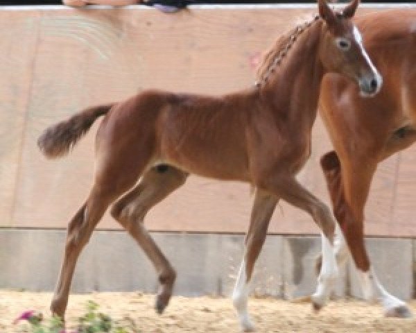 horse Carl-Theodor SHA (Hanoverian, 2011, from Charilan)