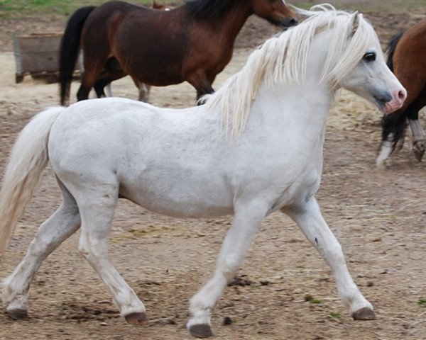 stallion Criccieth Aron (Welsh mountain pony (SEK.A), 1992, from Revel Chaos)
