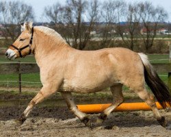 dressage horse Kiki (Fjord Horse, 2010, from Kvirlo)