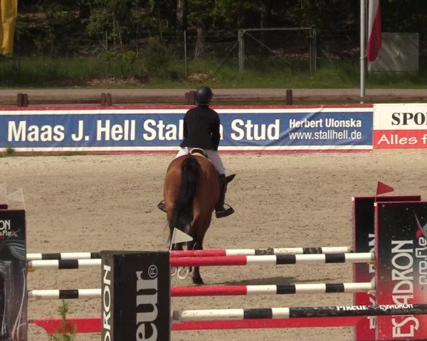 Reitturnier Westergellersen 2021