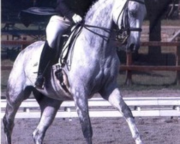 broodmare Faszination H (Hanoverian, 1998, from Fabriano) broodmare Faszination H (Hanoverian, 1998, from Fabriano)