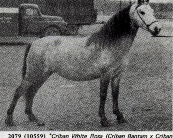 horse Criban White Rosa (Welsh mountain pony (SEK.A), 1953, from Criban Bantam)