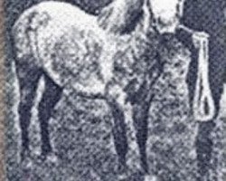broodmare Brynhir Black Star (Welsh mountain pony (SEK.A), 1917, from Bleddfa Shooting Star)
