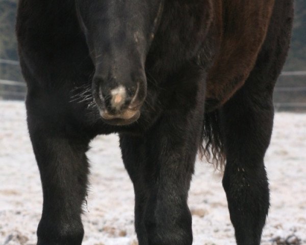 Pferd Sari-Solitaire (sonstiges Pony, 2014)
